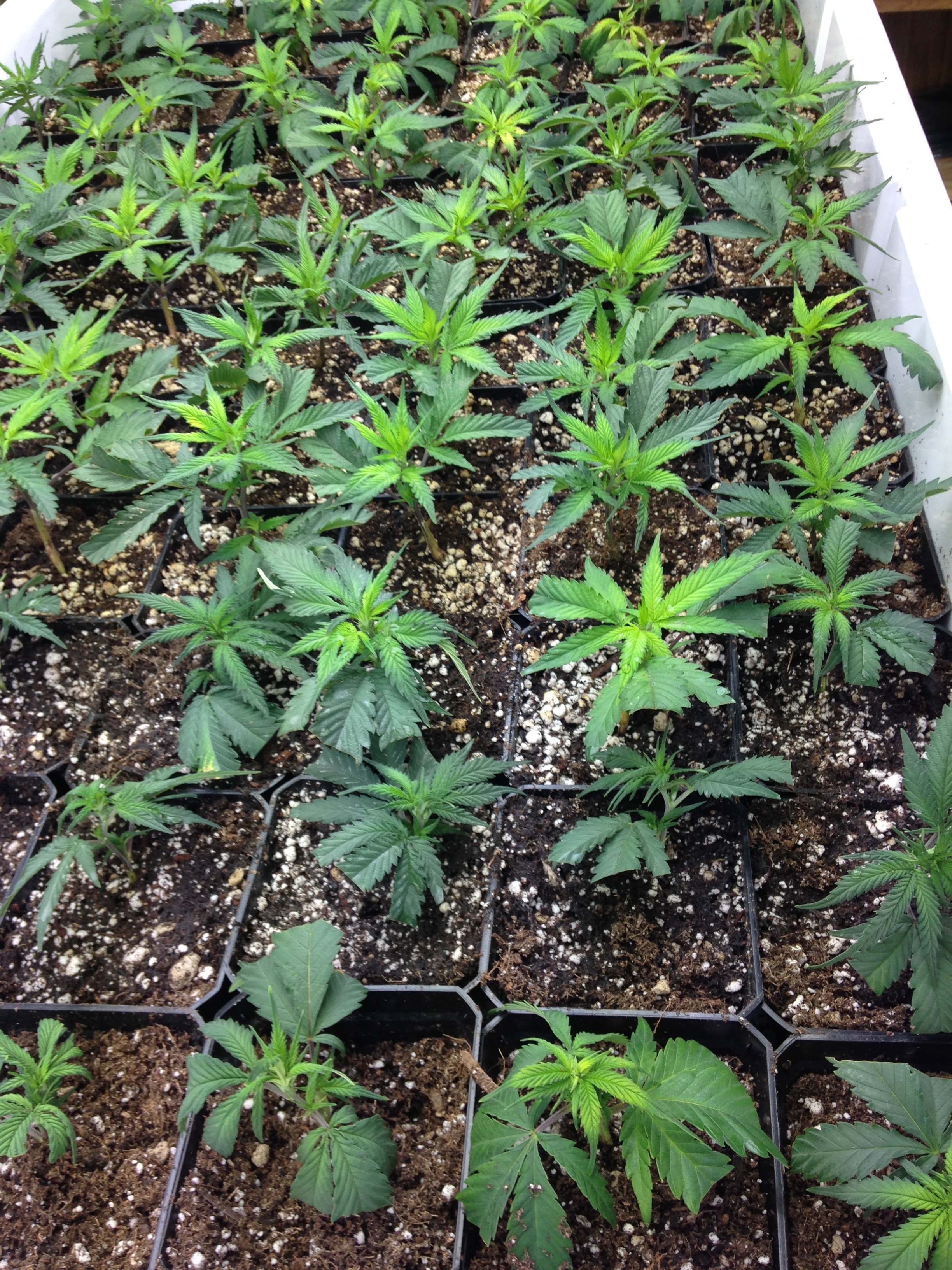 Federal water ban shouldn�t affect local pot growers