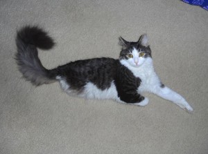 Anakin the Two-Legged Miracle Cat