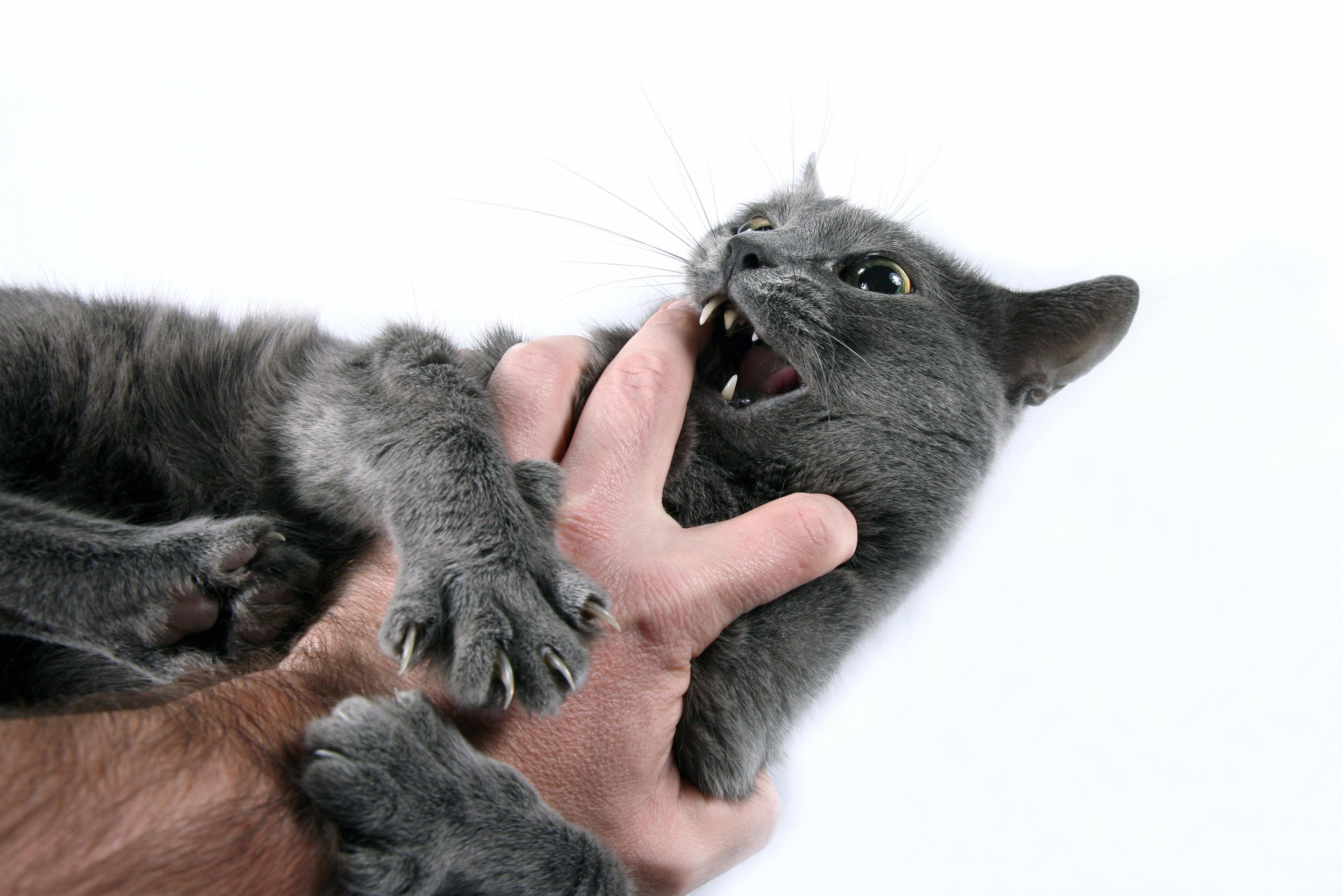 Aggression in Cats