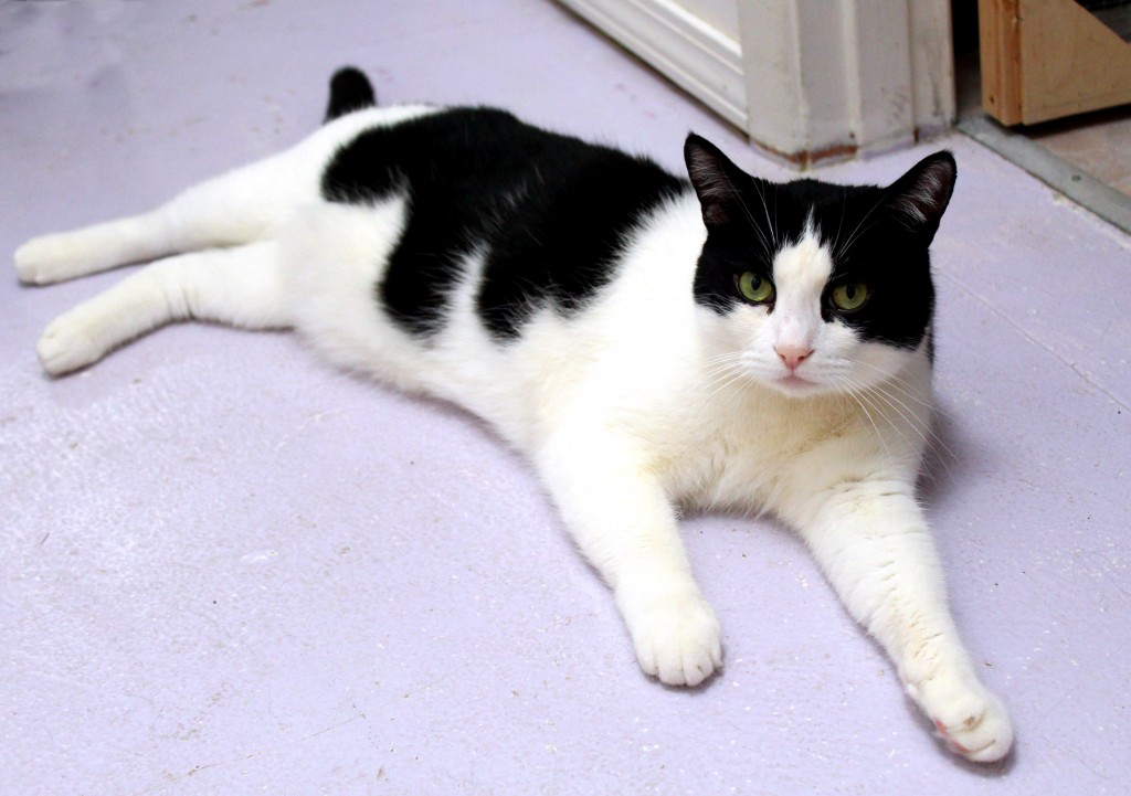 Furry Friends kitty Jojo stays cool in the heat by sprawling out on the floor.