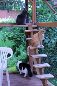 Furry Friends kitties Mikey, Little Britches and Abby stay cool by hanging out in the shady part of their catio.