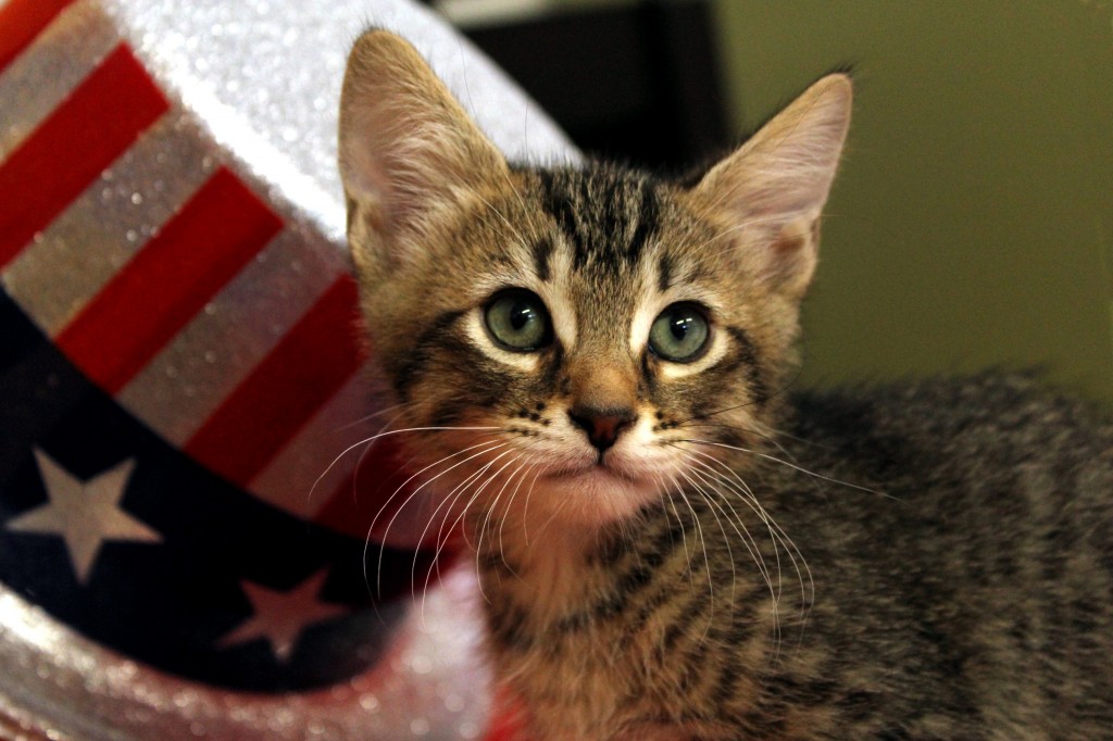 Haunce will be safely inside with his brothers and sisters during the 4th of July.