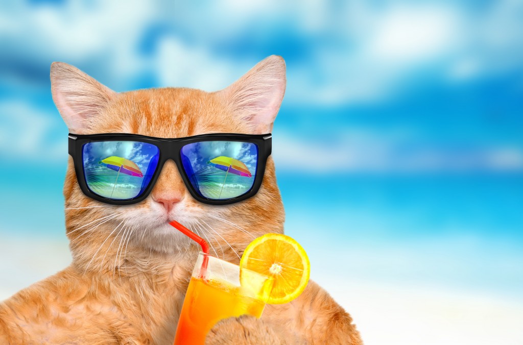 Cool Cat in Summer Heat