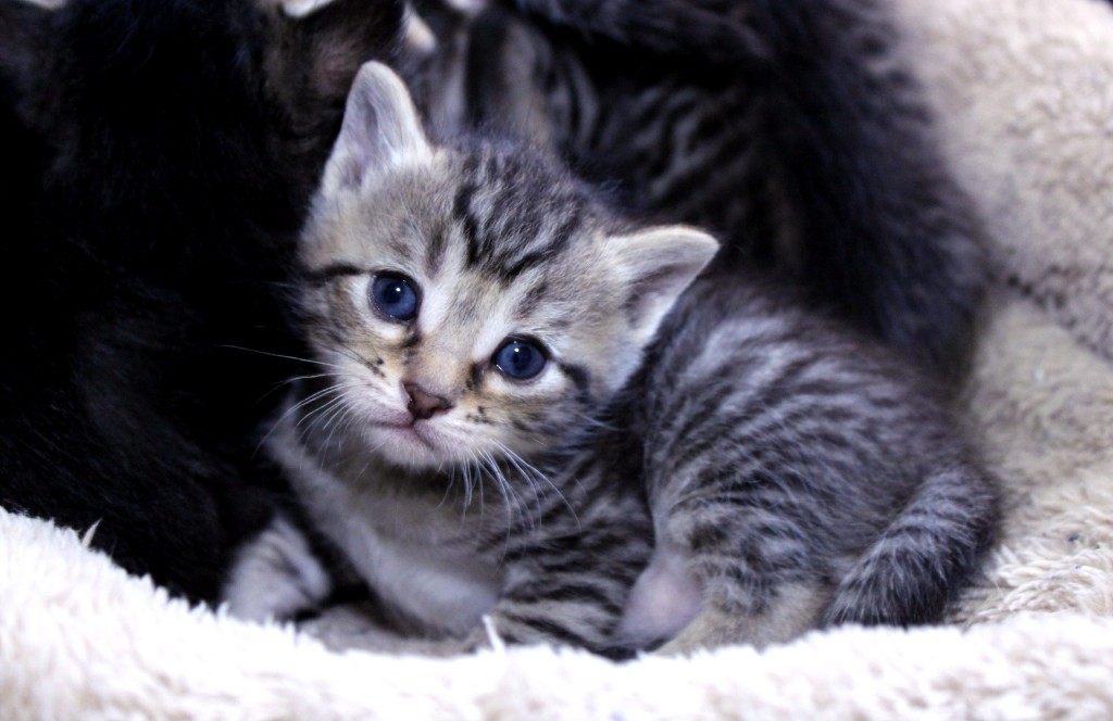 H Kittens_0152