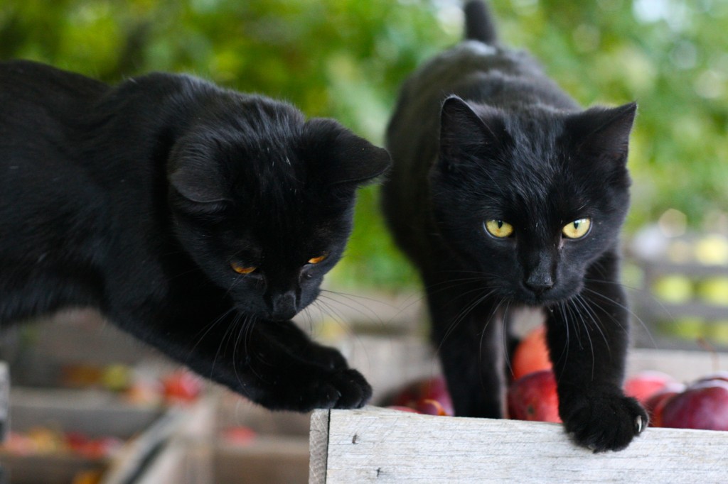 BLACK CATS: WICKED OR WONDERFUL? - Cat Tales