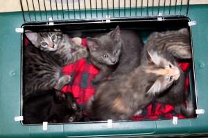 box-of-kittens-_photo-by-diane-stevens