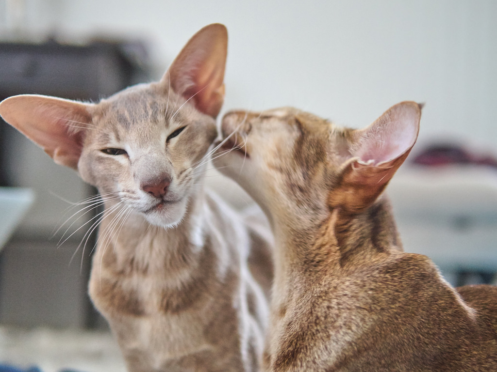 Oriental-shorthair cats are members of the Siamese family, with their distinctive wedge-shaped heads and almond-shaped eyes, they are active, outgoing and happy, with coats that produce fewer allergens.