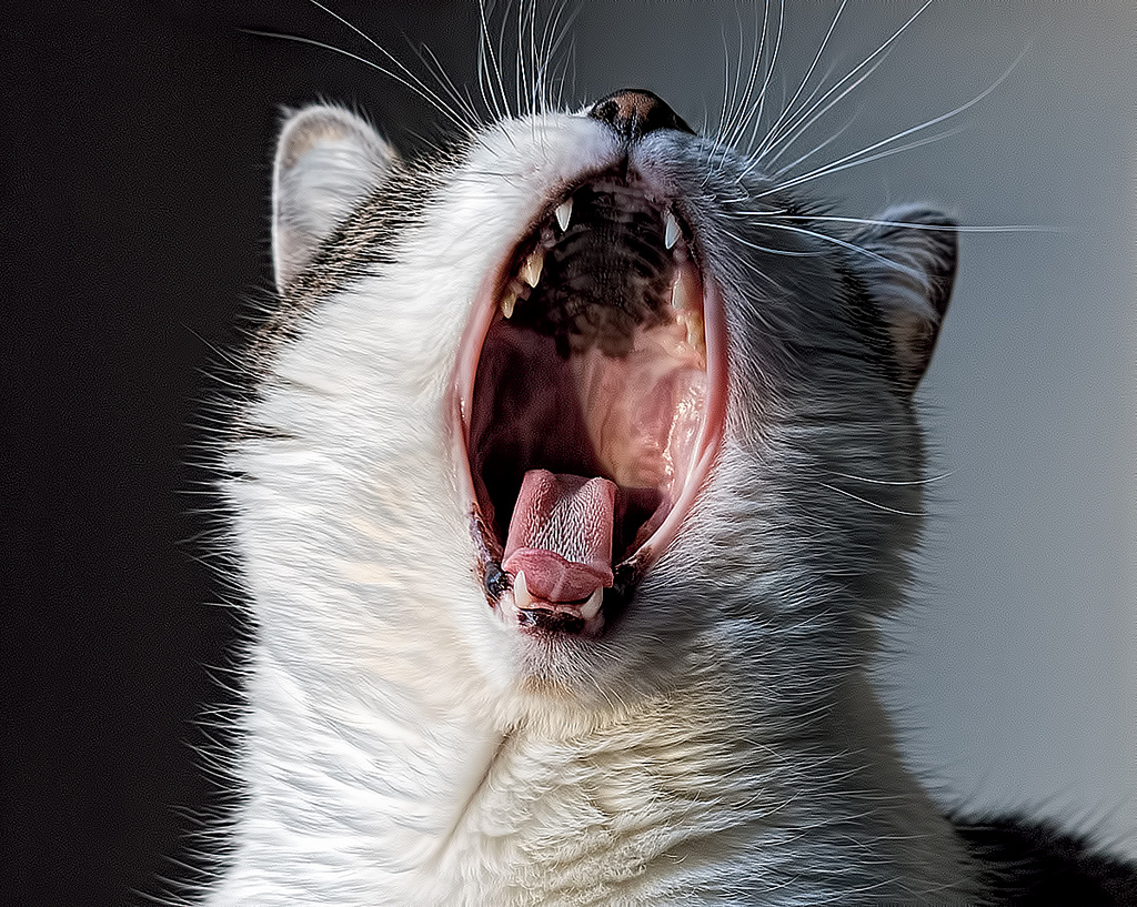 clean-cat-teeth-101-cat-tales