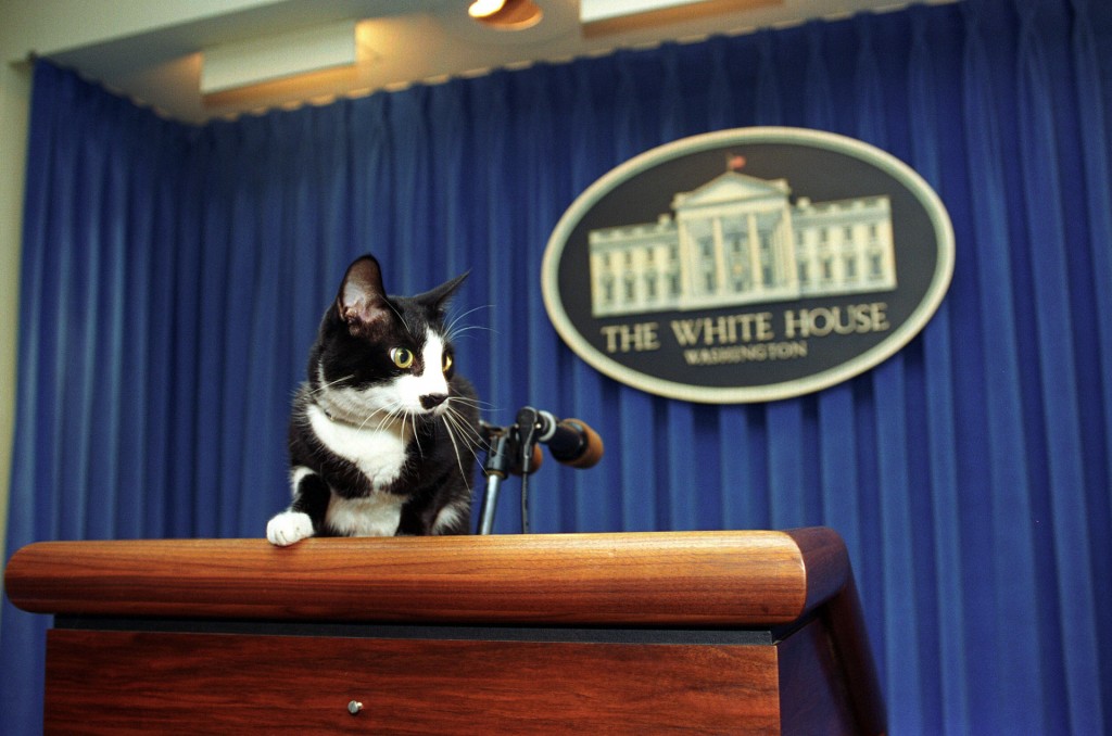 Dubbed the “Chief Executive Cat” by Clinton, Socks had her own fan club page on the White House web site, and her own “inbox” for her fan mail that was kept on the desk of the President’s secretary.