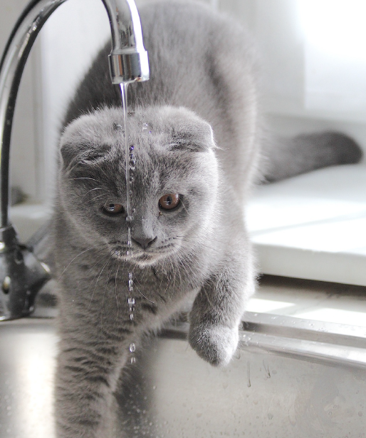 What’s With Cats and Water Bowls? Cat Tales