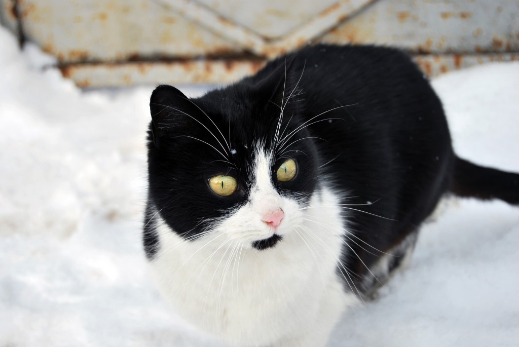 Winter is almost over, but the nights are still cold. The feral kitties need our help.