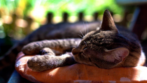 Cats-sleep-B