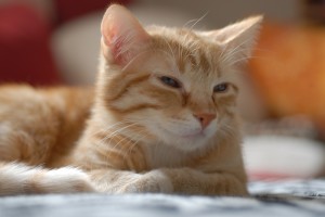 Orange-Cat