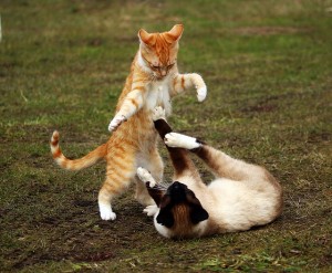 Cat-Fight2
