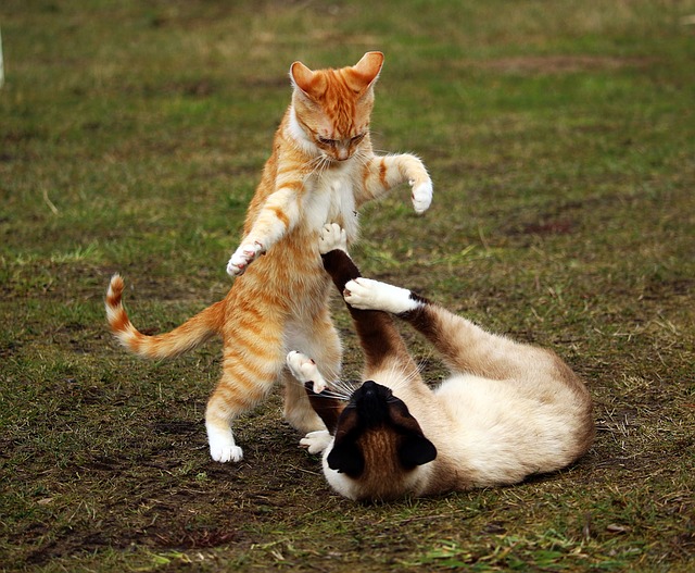 Feline Fights Staying Safe As The Referee Cat Tales