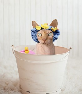 Cat-Bath