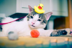 Cat-Bath-Ducky