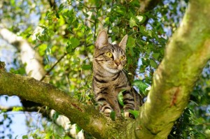 Cat_In_Tree