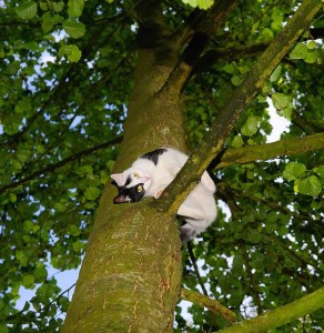 Cat_Up_Tree