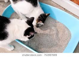 Cat eating kitty store litter