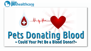 pets donating blood