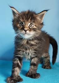 Maine Coon Poly Kitten
