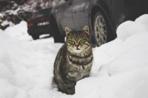 Cat_Snow_Car