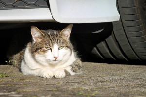 Cat_car