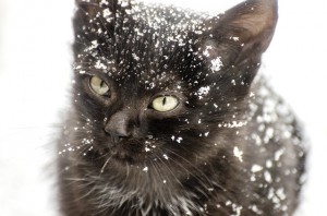 kitten-Snow_640