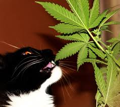 Cat Eating Weed