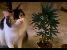 Cat and Weed