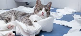 Cat with TP