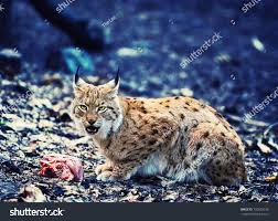 Lynx eating meat