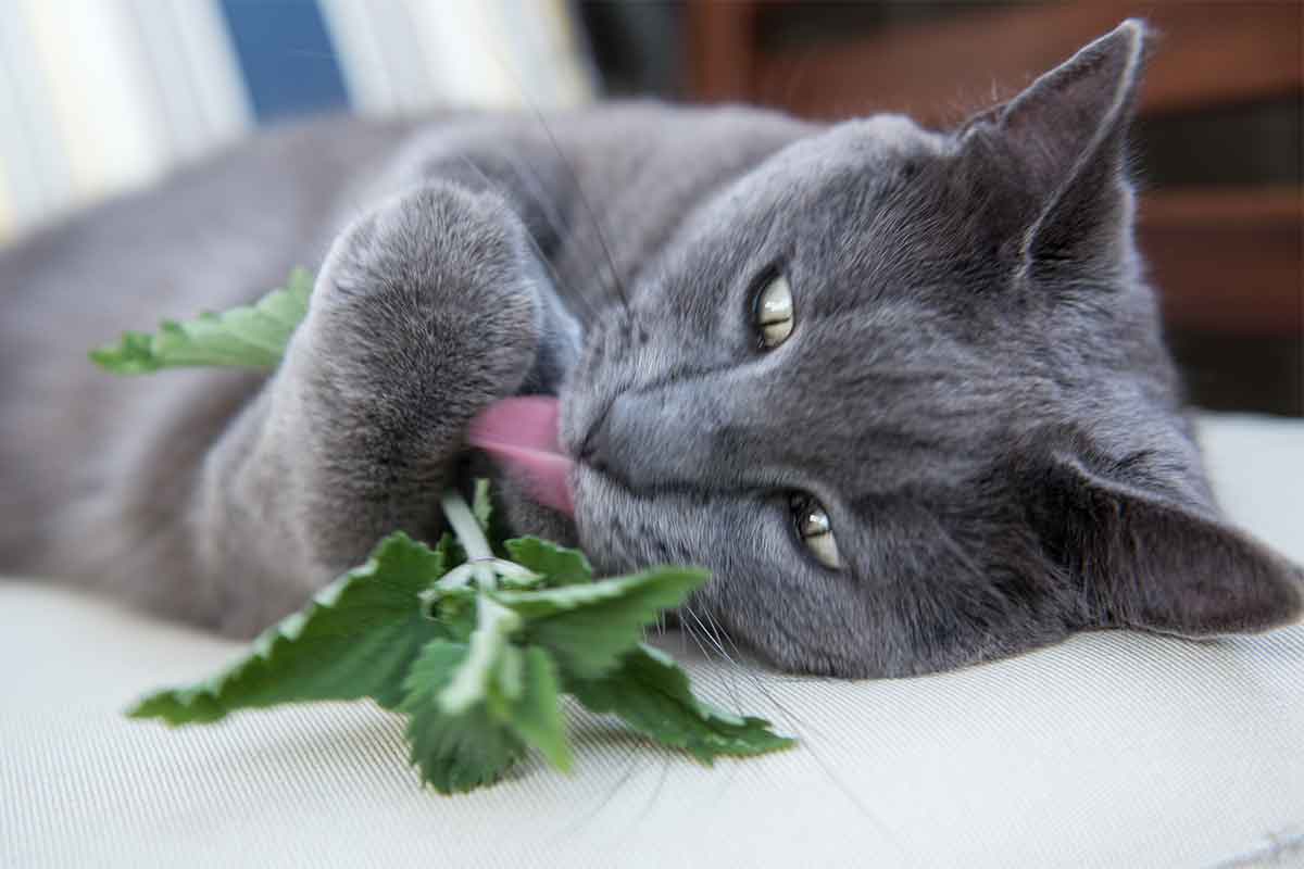 catnip-advice-from-the-herb-lady