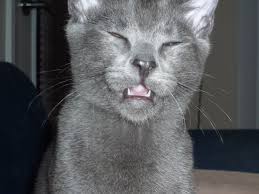 Photo of a cat sneezing