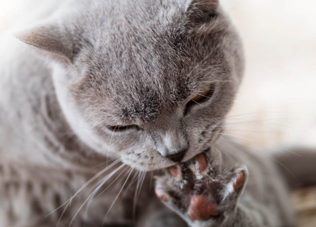 Cat licking sale paw