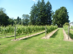 Grape rows at Mt. Lehman Winery located in Abbotsford, BC- the Fraser Valley.