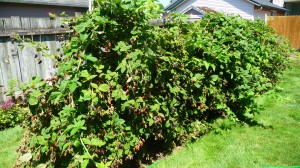 Our backyard marionberry patch with berries just right for picking.