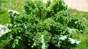 Freshly-harvested garden kale is a great base ingredient for a main course salad.