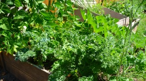 Nutrient-packed kale growing in our garden amongst dill and other treats.