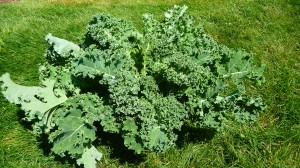 According to one online article "One cup of chopped kale contains 33 calories, 206% of vitamin A, 134% of vitamin C, and a whopping 684% of vitamin K. 