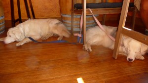 Challenge and Baby Girl doing what deaf dogs who live with us do best...sleeping in a wine tasting room, of course.