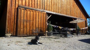 Cherish's pup posing in front of Heisen House Vineyards' historic barn
