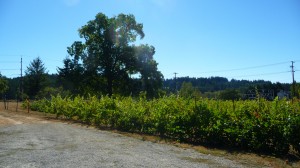Vines at Heisen House Vineyards in Battle Ground
