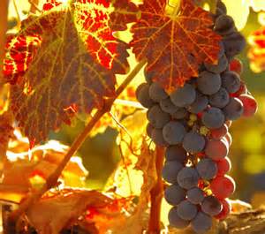 Fall is a beautiful time to enjoy the colors of area wineries. 