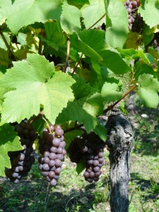 Pinot gris grapes in the Grand Cru Wineck-Schlossberg along the Alsace-route-des-vins. Known as pinot grigio in Italy, pinot gris is a crown jewel of Alsace, France. 