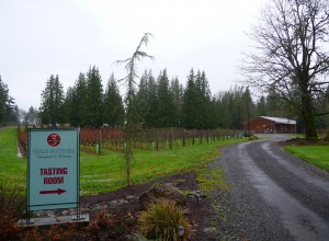 The vines at Three Brothers Vineyard are even picture-worthy in our NW drizzle