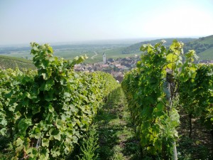Vineyards stand as sentries over the picturesque hamlet of Katzenthal along the Alsatian wine route in north-eastern France. Courtesy of Viki Eierdam.  