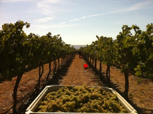Chardonnay grapes in a harvest bin from Wyckoff Vineyard in Yakima Valley, WA. Courtesy of wikimedia.