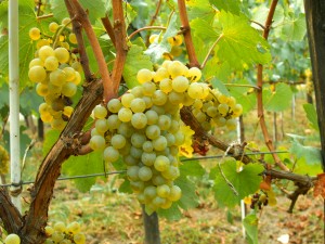 Chardonnay can grow in cool, moderate and hot regions, including the Eastern European country of Moldova where its climate has been compared to southern Burgundy.  Courtesy of wikimedia.